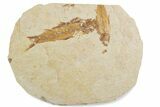 Fossil Fish (Knightia) Mortality Plate - Wyoming #375397-1